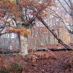 17-11-26  9 variante etapa GR-121 Araia-Otzaurte